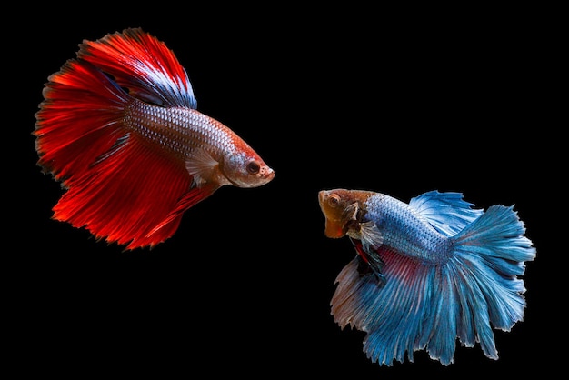 Beta fish  Siamese fighting fish