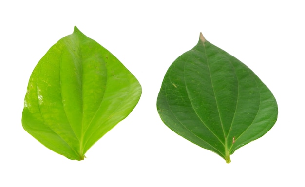 Betel leaf isolated on a white background