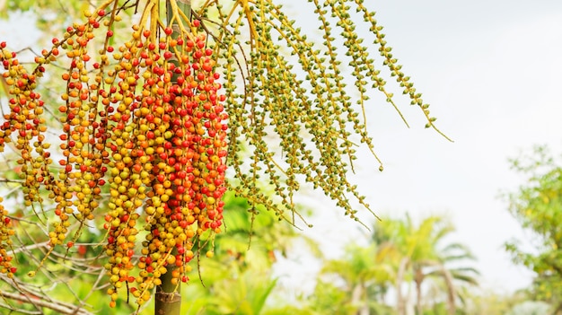 Betel nut tree in a garden.