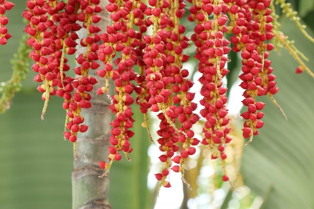 Betel palm on tree