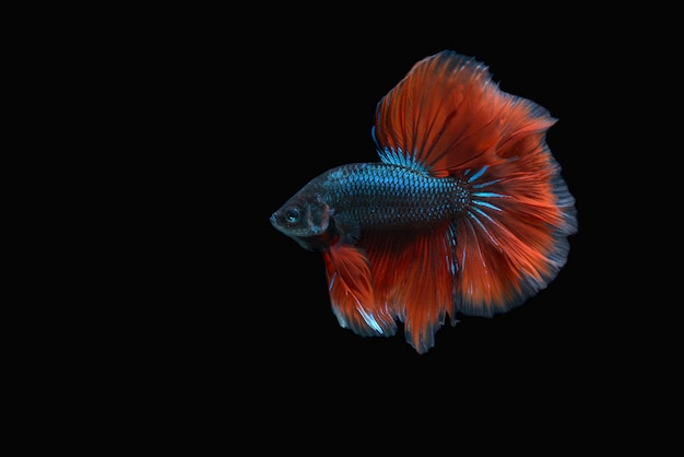 Betta fish on a black background