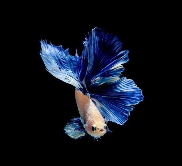 Betta fish siamese fighting betta splendens isolated on black background