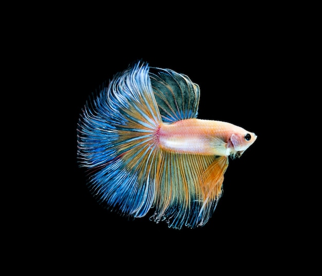 Betta fish, siamese fighting , betta splendens isolated on black background