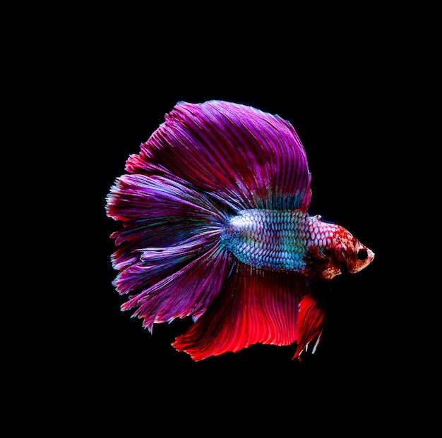 Betta fish siamese fighting betta splendens isolated on black background