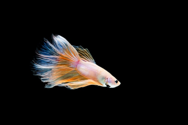 Betta fish, siamese fighting , betta splendens isolated