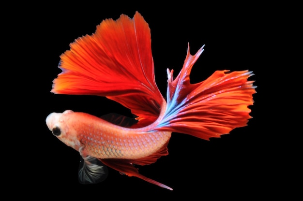 Betta fish siamese fighting fish betta splendens isolated on black background fish on black backg