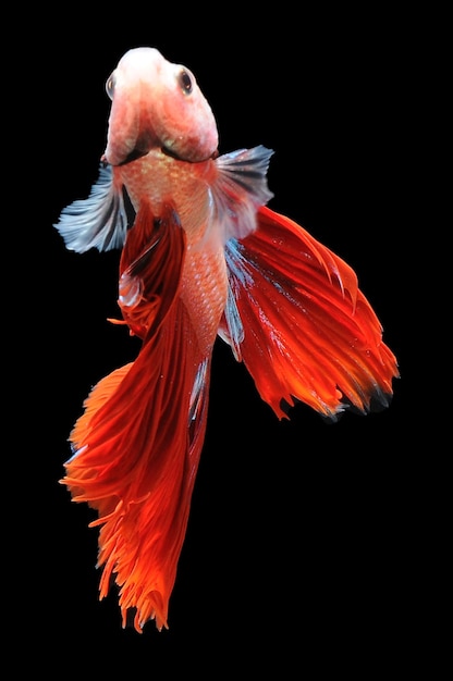 Betta fish siamese fighting fish betta splendens isolated on black background fish on black backg