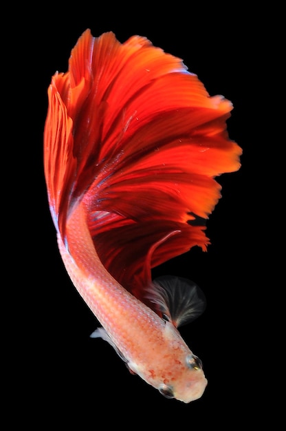 Betta fish siamese fighting fish betta splendens isolated on black background fish on black backg