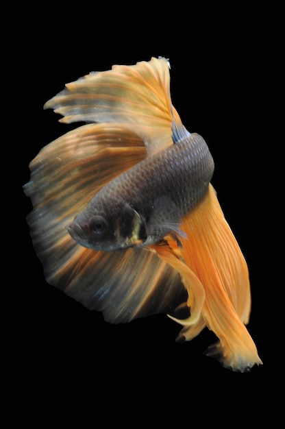 Betta fish siamese fighting fish betta splendens isolated on black background fish on black backg