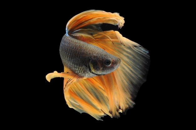 Betta fish siamese fighting fish betta splendens isolated on black background fish on black backg