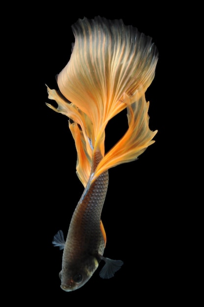 Betta fish siamese fighting fish betta splendens isolated on black background fish on black backg