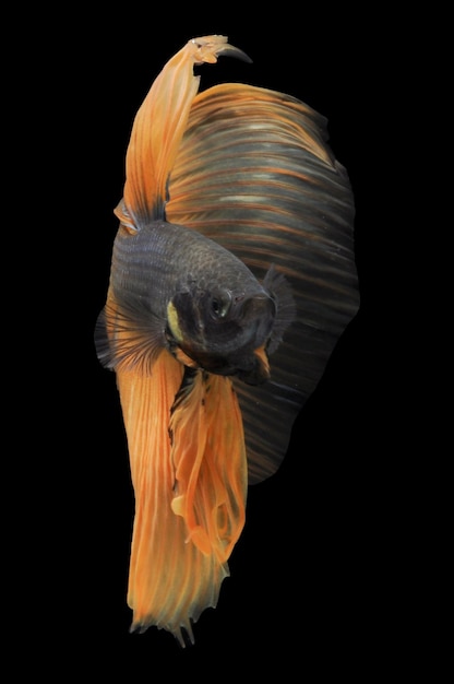 Betta fish siamese fighting fish betta splendens isolated on black background fish on black backg