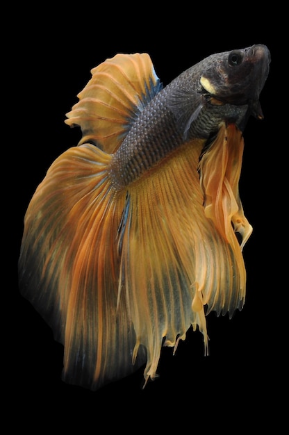 Betta fish siamese fighting fish betta splendens isolated on black background fish on black backg