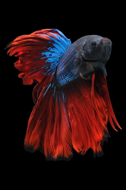 Betta fish siamese fighting fish betta splendens isolated on black background fish on black backg