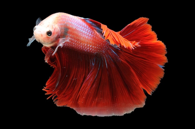 Betta fish siamese fighting fish betta splendens isolated on black background red betta