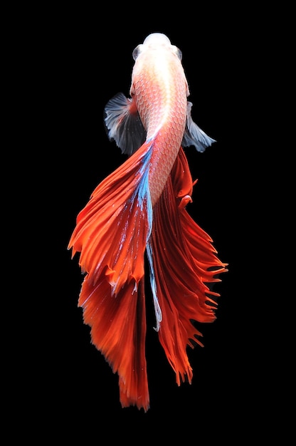 Betta fish siamese fighting fish betta splendens isolated on black background red betta