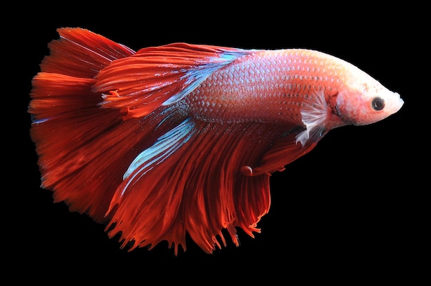 Betta fish siamese fighting fish betta splendens isolated on black background red betta