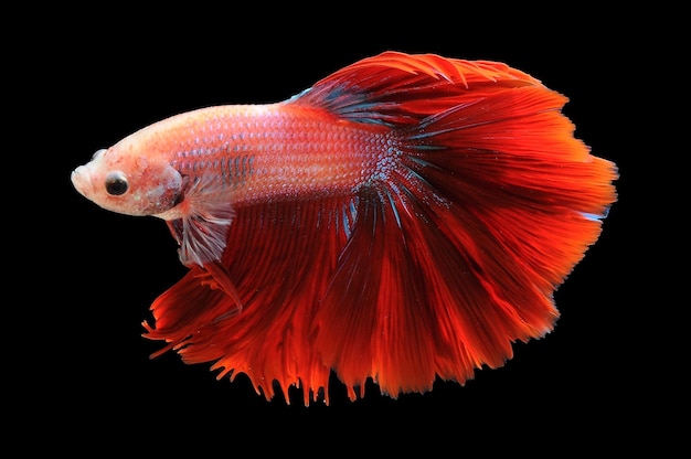 Betta fish siamese fighting fish betta splendens isolated on black background red betta