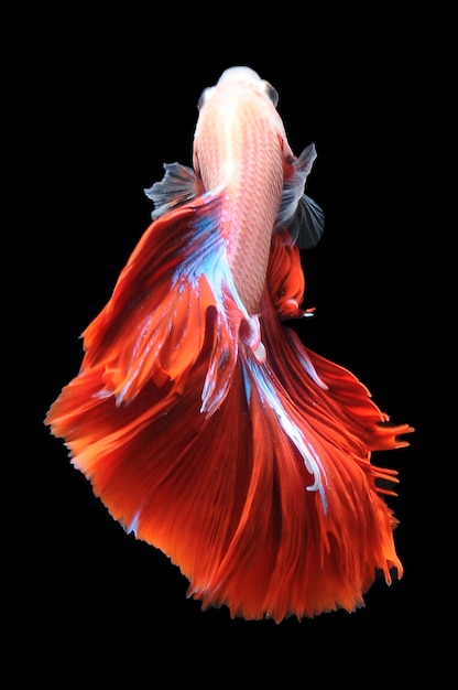 Betta fish siamese fighting fish betta splendens isolated on black background red betta