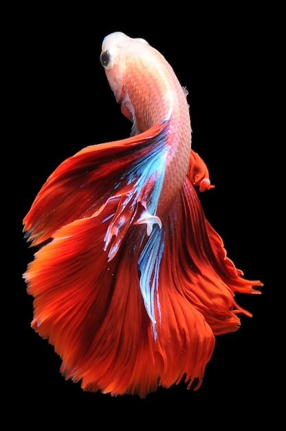 Betta fish siamese fighting fish betta splendens isolated on black background red betta