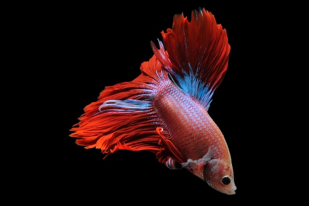 Betta fish siamese fighting fish betta splendens isolated on black background red betta