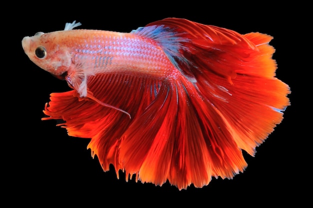 Betta fish siamese fighting fish betta splendens isolated on black background red betta