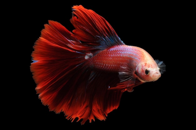 Betta fish siamese fighting fish betta splendens isolated on black background red betta