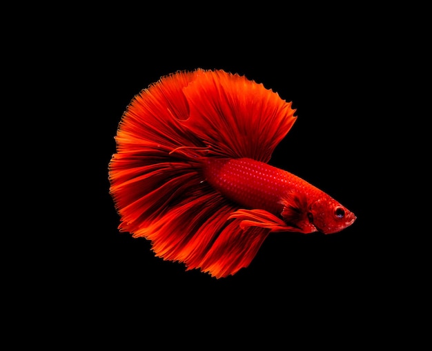 Betta fish siamese fighting fish betta splendens isolated on black background