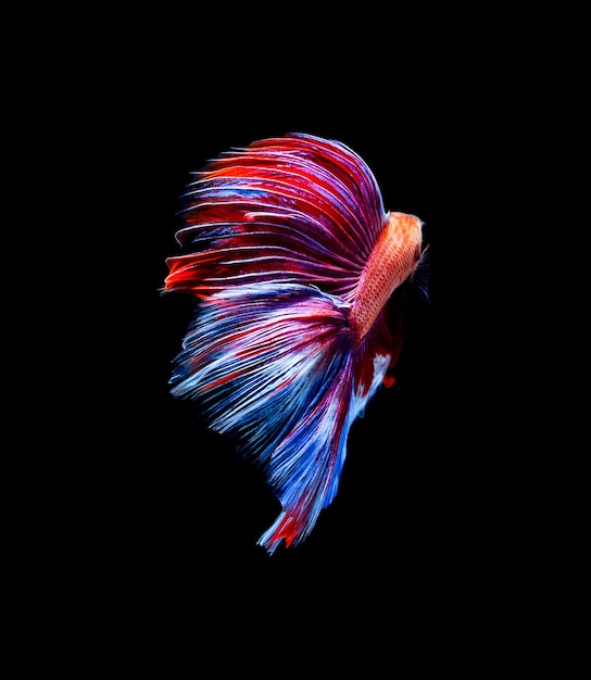 Betta fish, siamese fighting fish, betta splendens isolated on black background