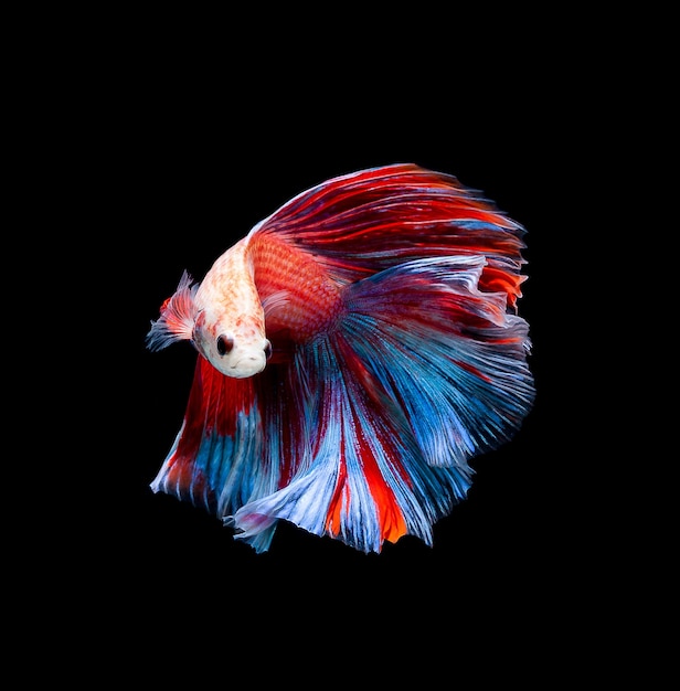 Betta fish, siamese fighting fish, betta splendens isolated on black background