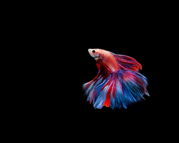 Betta fish, siamese fighting fish, betta splendens isolated on black background