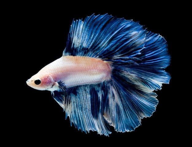 Betta fish siamese fighting fish betta splendens isolated on black background