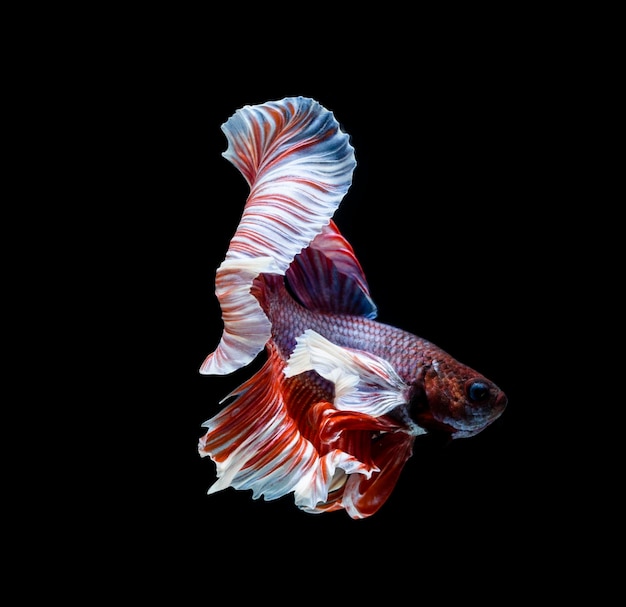 Betta fish siamese fighting fish betta splendens isolated on black background