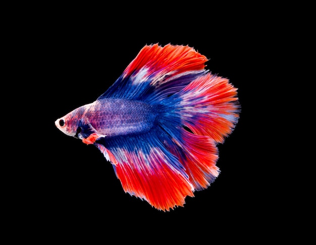 Betta fish siamese fighting fish betta splendens isolated on black background