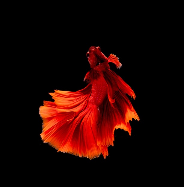 Betta fish, siamese fighting fish, betta splendens isolated