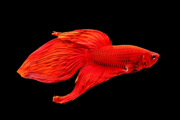 Betta fish, Siamese fighting fish isolated on black background, Colorful animal