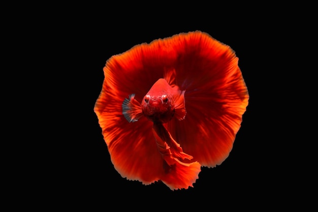 Betta fish, Siamese fighting fish isolated on black background, Colorful animal