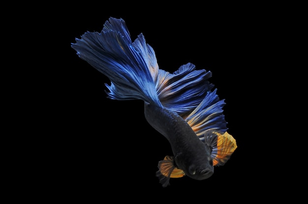 betta fish with blak background