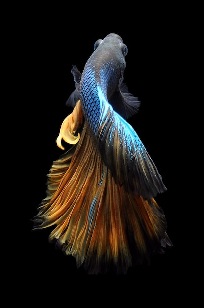 betta fish with blak background