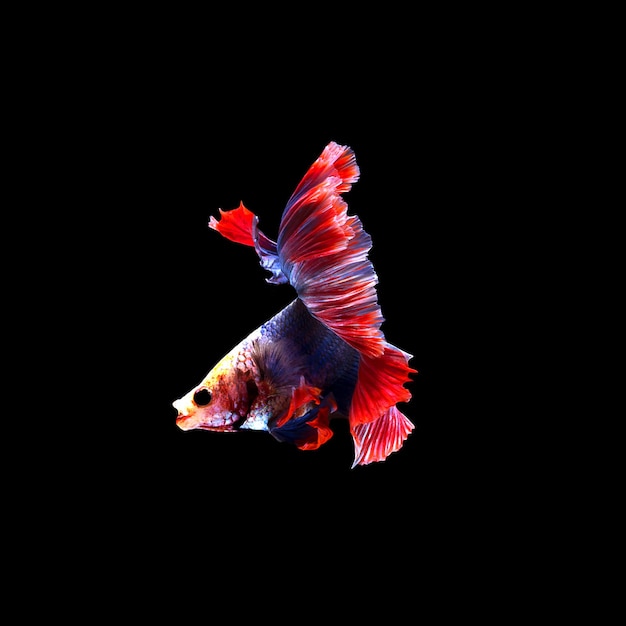 Betta fish3