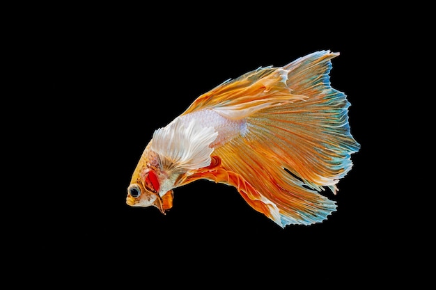 Betta, Siamese fighting fish on a black wall