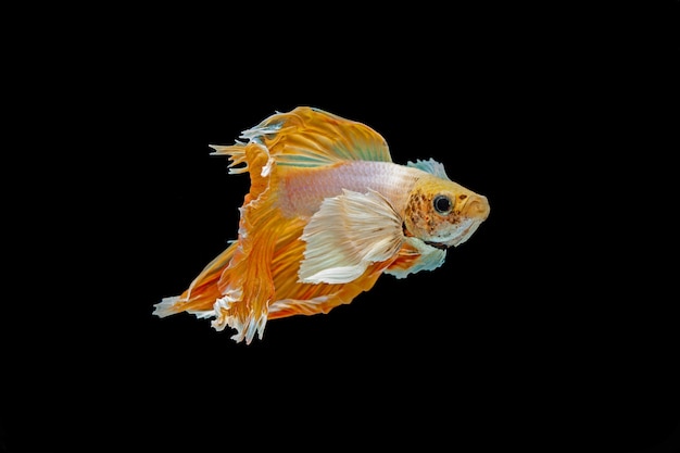 Betta, Siamese fighting fish on a black wall