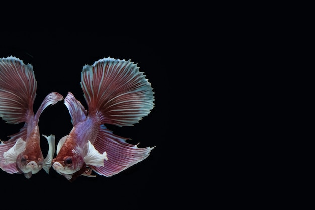 Betta splendens BIG EAR stance