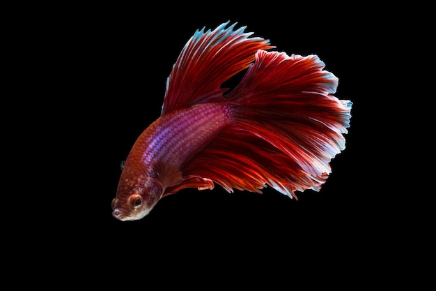 Betta splendens half moon Red