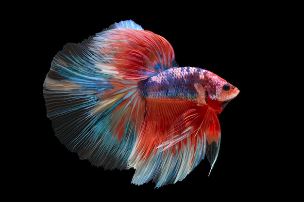 bettafish on black background. capture the moving moment of siamese fighting fish 