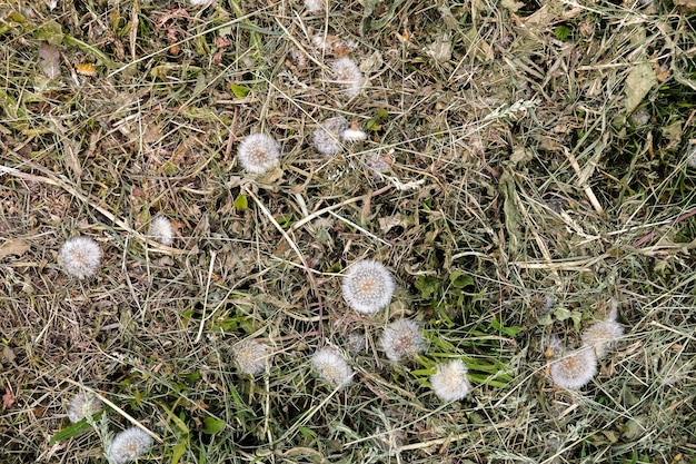 Beveled dried fluffy dandelion Taraxacum in the meadow