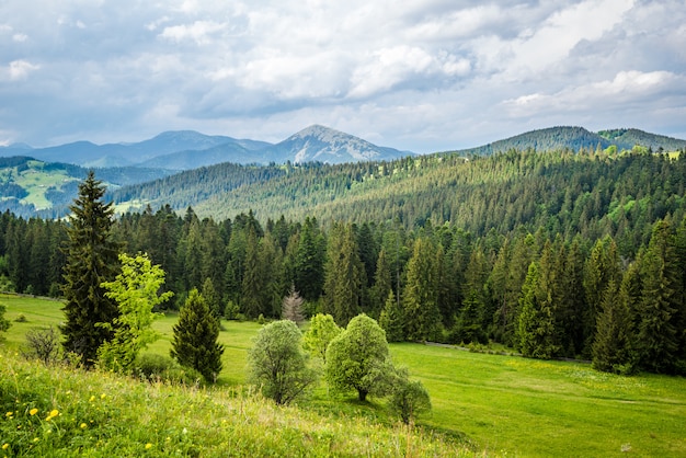 Bewitching beautiful summer landscape of green meadows