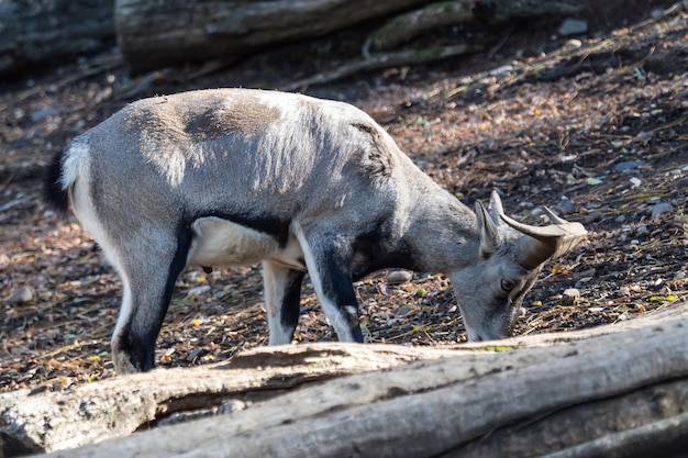 Bharal or Himalayan blue sheep or naur Pseudois nayaur