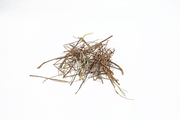 Bhumi amla roots or Phyllanthus niruri on white background