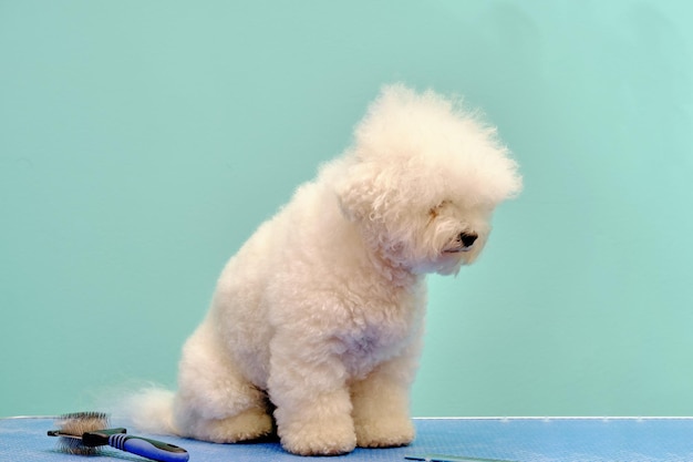 A Bichon frise dog in closeup on a grooming table in an animal beauty salon